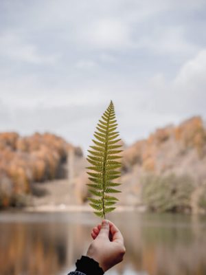 leaf.jpg